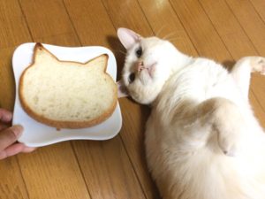 猫、食パン