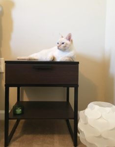 ベッドサイドテーブルの上の猫