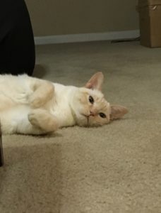 絨毯の上の猫