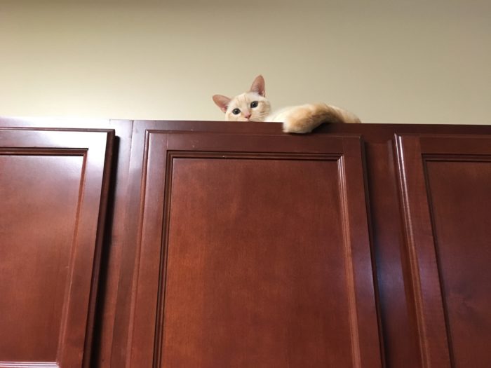 棚の上で落ち着く猫
