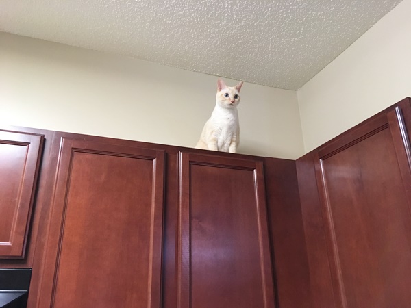 棚の上の猫