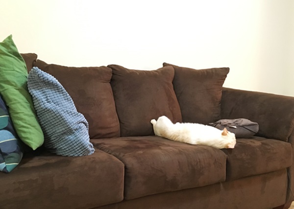 猫とソファ
