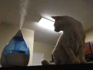 加湿器と猫