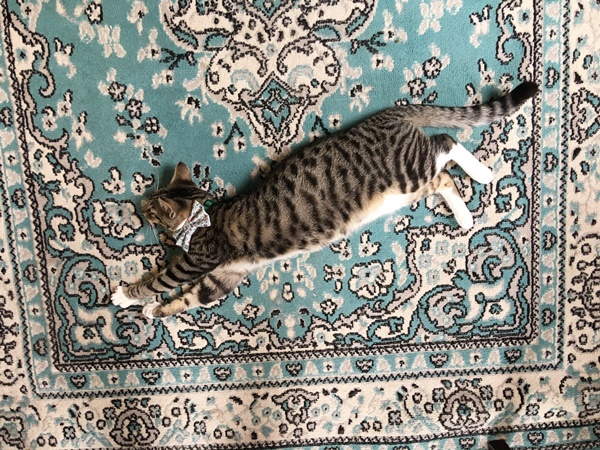 猫カフェ絨毯