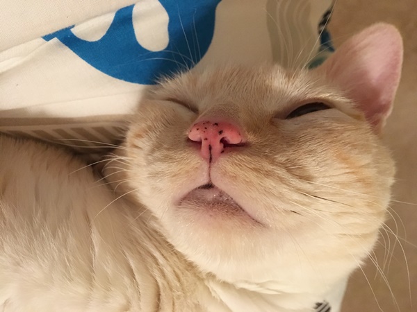 ピンク色の鼻の猫
