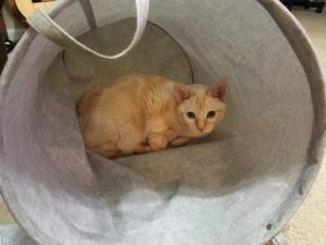 洗濯かごの中の猫