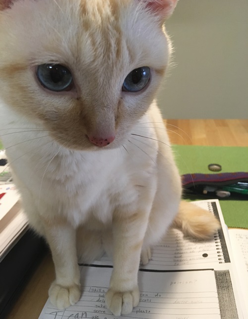 勉強を邪魔する猫
