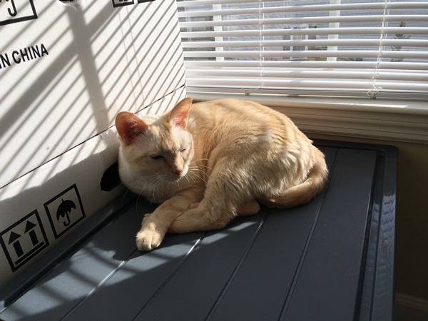日光浴をする猫