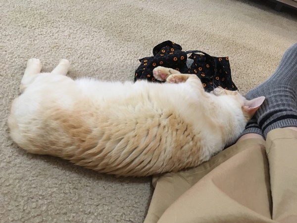 足で寝る猫