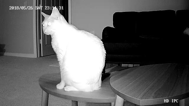 セキュリティカメラに映る猫