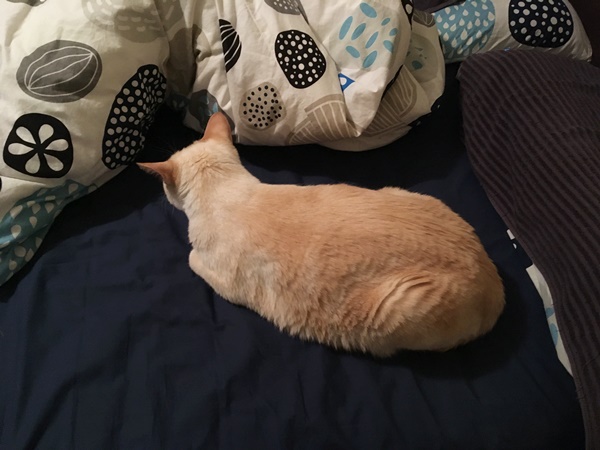 寝床を奪う猫