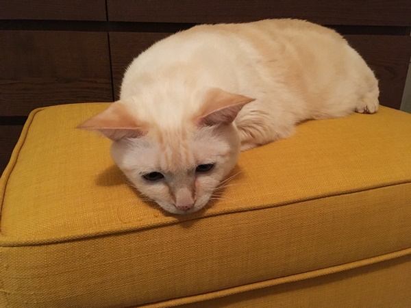 黄色い椅子の上で涼む猫