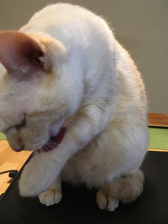 パソコンの上でくつろぐ猫