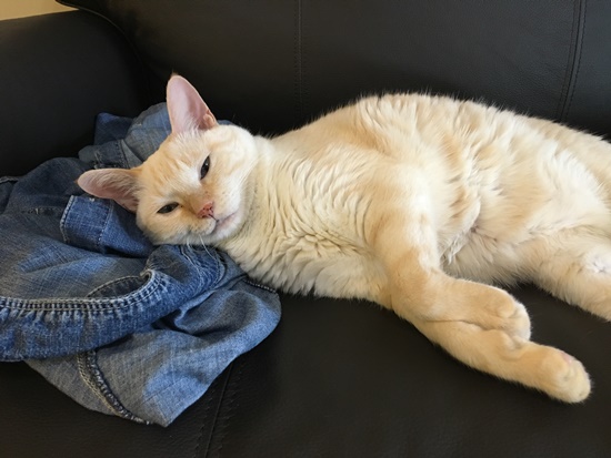 服の上で寝る猫