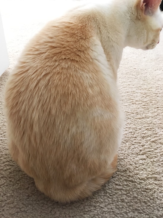 毛密度の高い猫