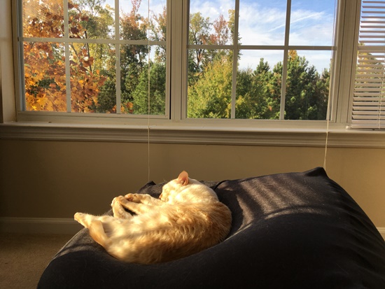 秋の景色と猫