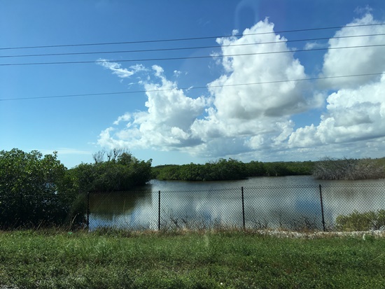マイアミの湿原