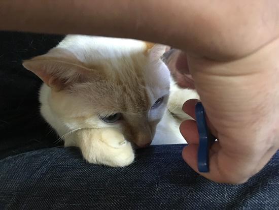 爪を切られる猫