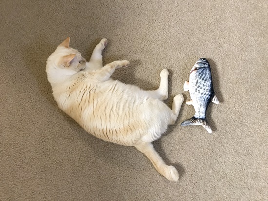 リアルな魚のおもちゃと猫