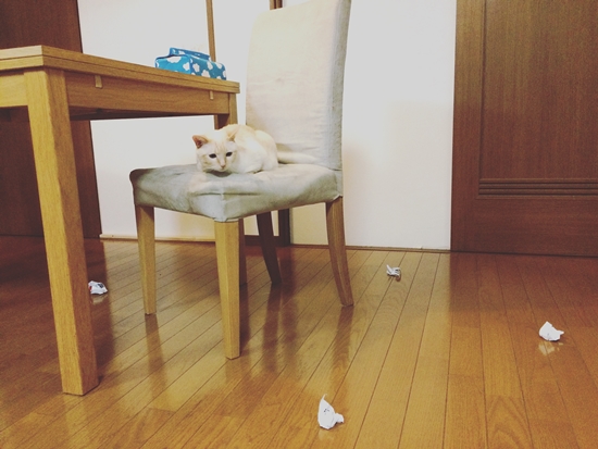 猫と紙屑